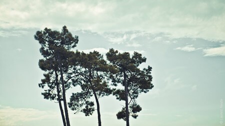 le mans classic, laurent nivalle